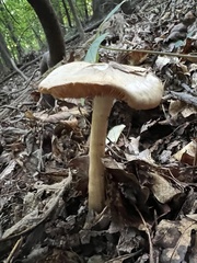 Entoloma