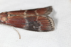 Euzophera ostricolorella