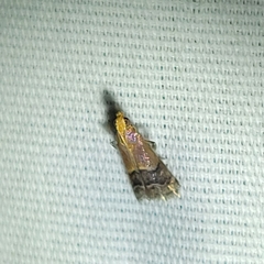 Eulogia ochrifrontella