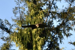 Haliaeetus leucocephalus