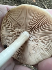 Entoloma