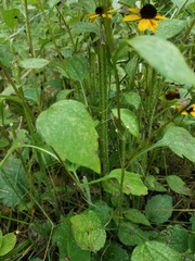 Rudbeckia hirta