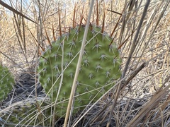 Opuntia polyacantha polyacantha