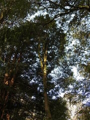 Nothofagus cunninghamii