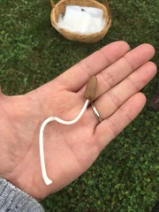 Conocybe deliquescens