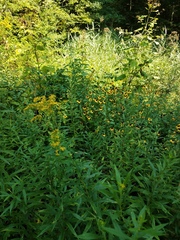 Rudbeckia hirta