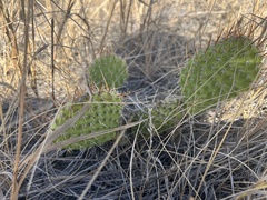 Opuntia polyacantha polyacantha