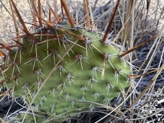 Opuntia polyacantha polyacantha