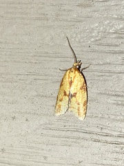 Sparganothis sulfureana