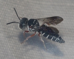Coelioxys modestus