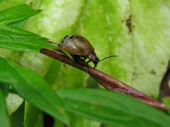 Galeruca laticollis