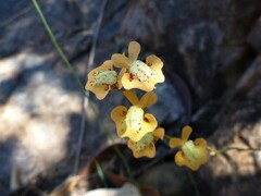 Utricularia fulva