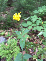 Hieracium umbellatum umbellatum