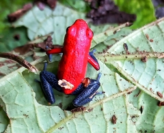 Oophaga pumilio
