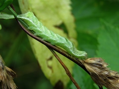 Melanchra persicariae