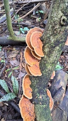 Pycnoporellus fulgens