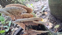 Pycnoporellus fulgens