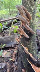 Pycnoporellus fulgens