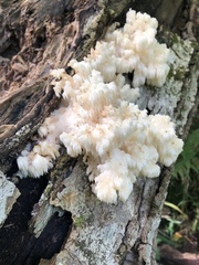 Hericium americanum