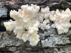 Hericium americanum