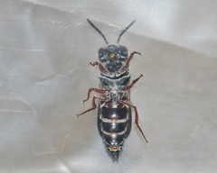 Coelioxys modestus
