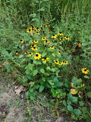 Rudbeckia hirta