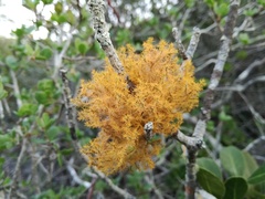 Teloschistes puber