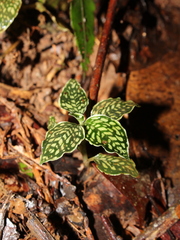 Microchilus tessellatus