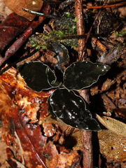 Microchilus tridax