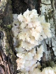 Hericium americanum