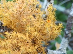 Teloschistes puber