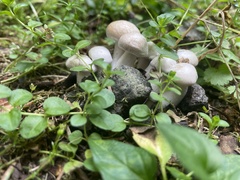 Leucocybe connata