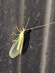 Chrysopa quadripunctata