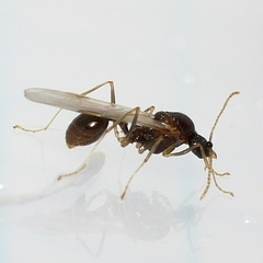 Aphaenogaster