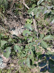 Handroanthus pulcherrimus