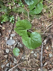 Asarum caudatum