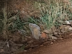 Coendou longicaudatus