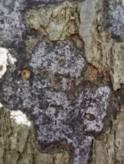 Biscogniauxia atropunctata