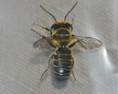 Megachile petulans