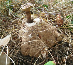 Chlorophyllum rhacodes