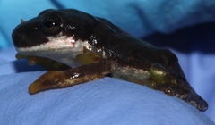 Ptychohyla hypomykter