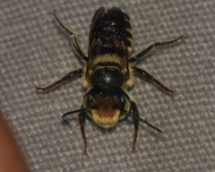Megachile petulans