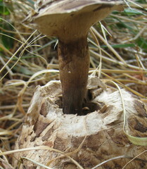 Chlorophyllum rhacodes