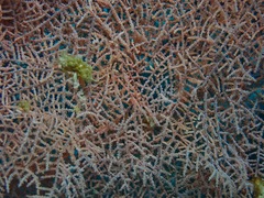 Rhipidipathes reticulata