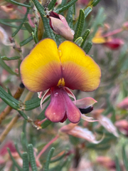 Bossiaea eriocarpa