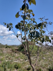 Handroanthus pulcherrimus