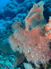 Rhipidipathes reticulata