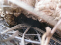 Chlorophyllum rhacodes