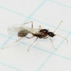 Aphaenogaster