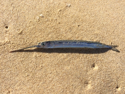 Hyporhamphus australis
